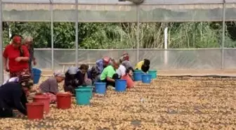 İncirlerini kurutmaya başlayan üreticilerin en büyük sıkıntısı hırsızlar