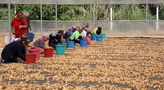 İncirlerini kurutmaya başlayan üreticilerin en büyük sıkıntısı hırsızlar