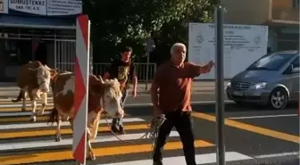 Gümüşhane'de Yaya Geçidinden Büyükbaş Hayvanlarıyla Geçen Vatandaşın İlgit Çeken Anları