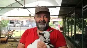 Antalya'daki Cüce Keçi Poşet Kabusu Geçirdi
