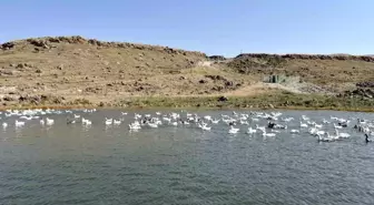 Kars'ta Kaz Yetiştiriciliği Kış Aylarında Artış Gösteriyor