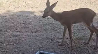 Yangından Kaçan Karaca Doğaya Döndü