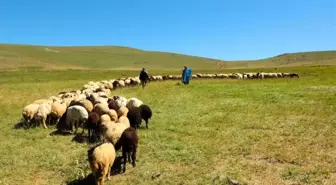 Bayburt'ta Hayvancılığa Destek Başvuruları Başladı