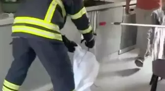 Adana'da Mutfağa Giren Yılan Panik Yarattı
