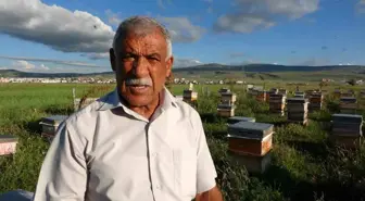 Ardahan'da Çiçek Balı Hasadı Tamamlandı: 450 Ton Üretim