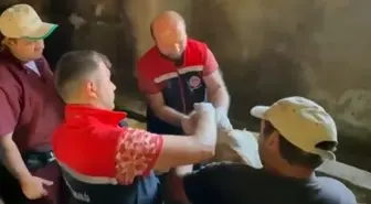 Erzurum'da Şap Hastalığına Karşı Aşılama Çalışmaları Sürüyor