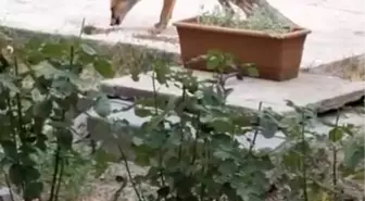 Tilki ve İnsan Arasındaki Dostluk: Kayseri'de Bir Adamın Hikayesi