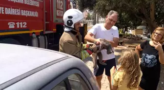 Palmiye Ağacında Mahsur Kalan Kedi Kurtarıldı