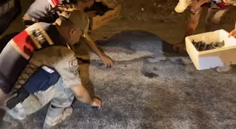 Yönünü Kaybeden 592 Yeşil Deniz Kaplumbağası Yavrusuna Jandarma Sahip Çıktı