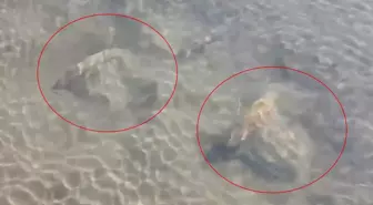 İznik Gölü'nde Tarihi Sütun Başlıkları Bulundu