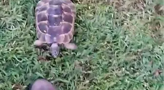 Bursa'da Bahçıvan ile Kaplumbağa Arasındaki Sıcak Dostluk