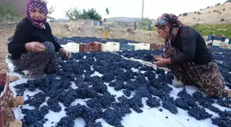 Malatya'nın Kurutmalık Üzüm Üretimi Yüzleri Güldürüyor