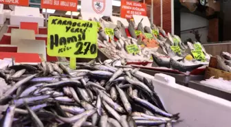 Samsun'da Balık Av Sezonu Başladı