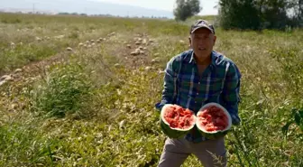 Bursalı Çiftçi Sözleşmeli Karpuz Üretiminde Mağdur Oldu