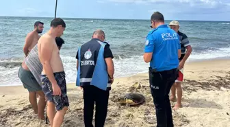 Enez'de Yaralı Caretta Caretta Tedavi Altına Alındı