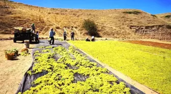 Sarıgöl'de Üzüm Üreticileri Talep Azalınca Üzümlerini Kurutmaya Yöneldi