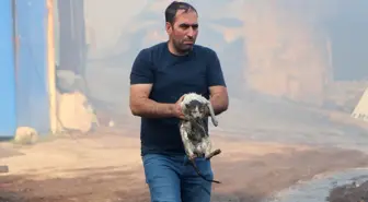 Yangın Mahallinde Hayvansever Kahraman