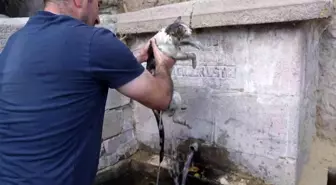 Yangından Kurtarılan Kediye Şefkat Eli