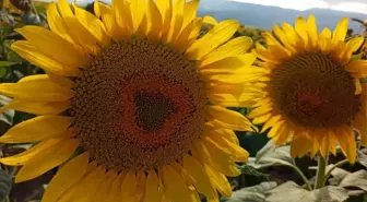 KARADENİZBİRLİK Ayçiçeği Ön Alım Fiyatını Artırdı