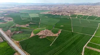 Sivas'ta Patates Hasadı İçin Gün Sayılıyor