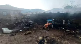 Burdur'da Saman Yangını: 4 Büyükbaş Hayvan Telef Oldu
