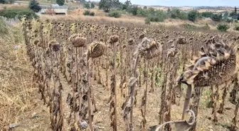 Kuraklık ve Artan Girdi Maliyetleri, Ayçiçeği Üretimini Tehdit Ediyor