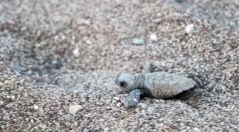 Çıralı Sahilinde Caretta Caretta Yavruları Denizle Buluşuyor