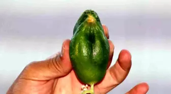 Diyarbakırlı İşletmeci Serçe Kuşları İçin Özel İlgi Gösteriyor