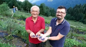 Emekli Öğretmen Yaban Mersini Yetiştirerek Bölgeye Örnek Oluyor