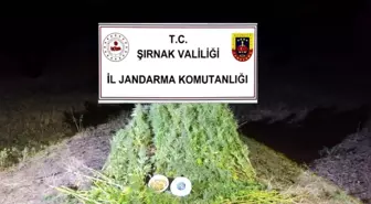 Şırnak'ta Kaçakçılık Operasyonları: 44 Gözaltı ve 22 Milyon Lira Değerinde Kaçak Ürün