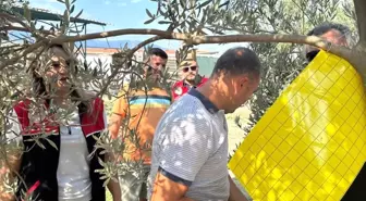 Balıkesir'de Zeytin Üreticilerine Feromon Tuzak Desteği