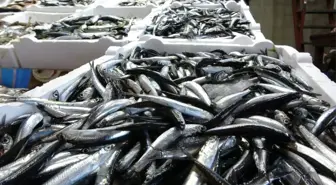 Hamsi Avında Kota 400 Bin Ton Olarak Belirlendi
