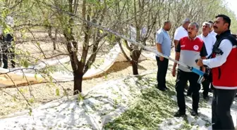 Adıyaman'da Badem Hasat Şenliği Coşkuyla Kutlandı