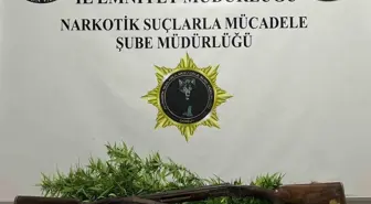 Samsun'da 33 Kök Hint Keneviri Ele Geçirildi