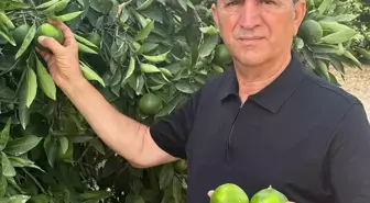 Adana'da Don Olayları Turunçgil Üretimini Olumsuz Etkiledi