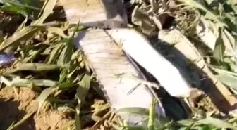 Eğitim amaçlı havalanan bir helikopter, İzmir'in Torbalı ilçesine bağlı Kırbaş Mahallesi'nde mısır tarlasına düştü. Olayda 1 pilot hayatını kaybetti.