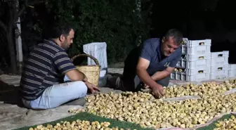 Aydın'da İncir Hasadı Yoğun Günler Yaşıyor