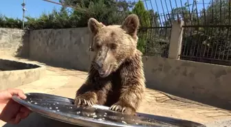 Ayı Okan, Hastaneden Taburcu Oldu