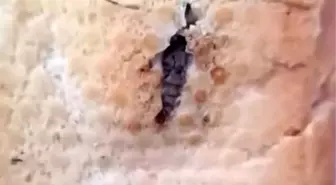Şırnak'ta Satın Alınan Ekmeğin İçinden Böcek Çıktı