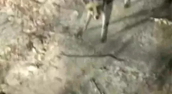 Gölbaşı Tabiat Parkı'nda Piknikçilerle Tilki Karşılaştı