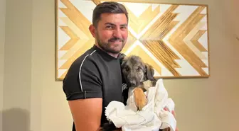 Felçli Yavru Sokak Köpeği Nazlı, Tedavi Edilip Sahiplendi