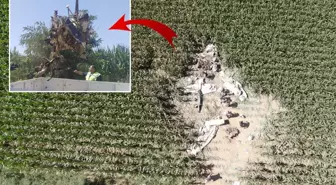 Uçağın enkazı kazanın şiddetini gözler önüne serdi! Kağıt gibi ezildi