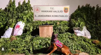 Hakkari'de 630 Kök Hint Keneviri ve 61 Kilogram Esrar Ele Geçirildi