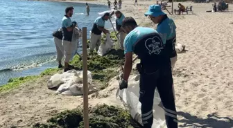 Marmara Denizi'nde Lodos Yosunları Toplandı