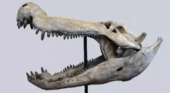 Patagonya'da Dinozorlarla Beslenen Yeni Timsah Fosili Bulundu