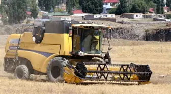 Diyadin'de Buğday Hasadı Coşkuyla Başladı