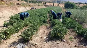 Malatya'da Kadın Kooperatifi Organik Domates Hasadına Başladı