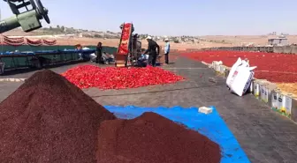Şanlıurfa'da İsot Üretimi Başladı: Kadınların Emeğiyle Sofralara Geliyor