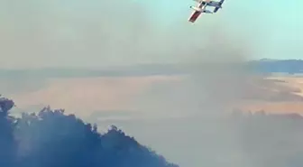 Tekirdağ'da Anız Yangını Ormana Sıçradı