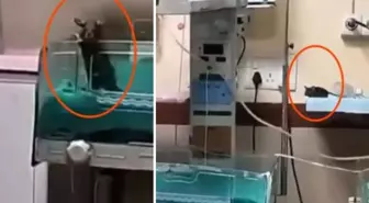 Yenidoğan ünitesinde fare dehşeti: İki bebek feci şekilde can verdi